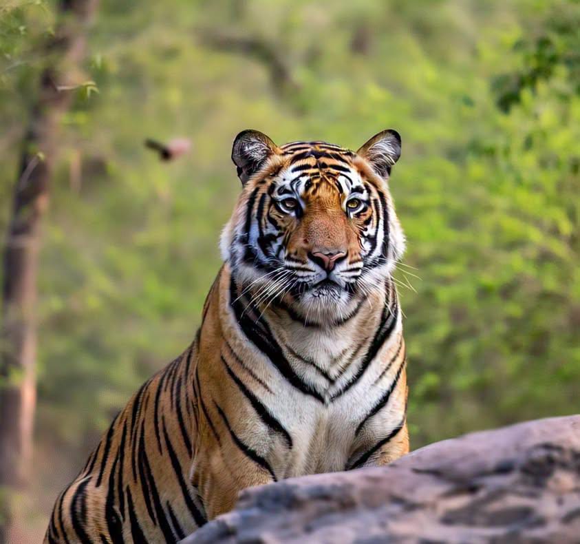 02 Days Ranthambhore Tour Package