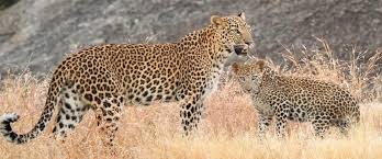 12 Days Rajasthan Best Family Trip Itinerary